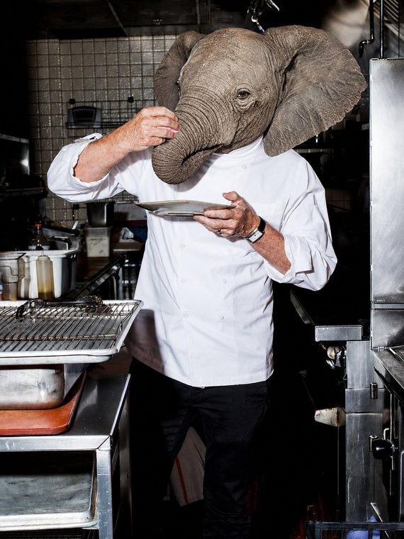Elephant chef tasting a dish