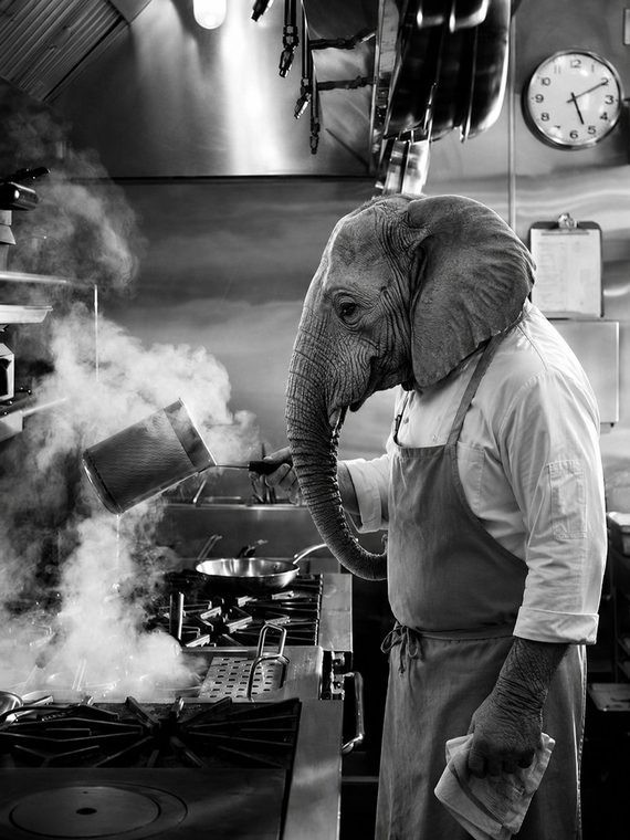 Elephant chef cooking on the line